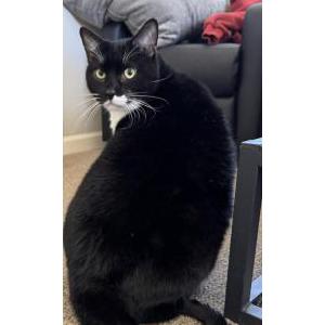 Lost Cat prodigal