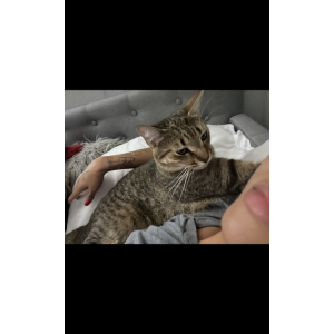 Lost Cat Zeke