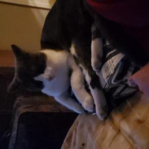 Image of Rocky, Lost Cat