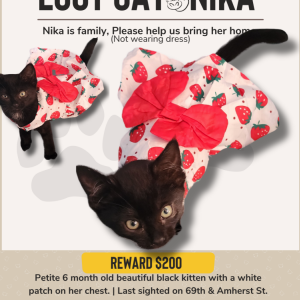 Lost Cat Nika
