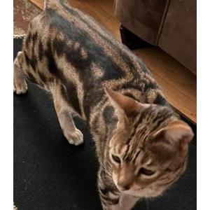 Lost Cat Bengalee