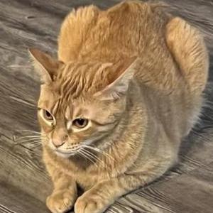 Image of Piccilo, Lost Cat