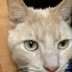 Found Cat Unknown