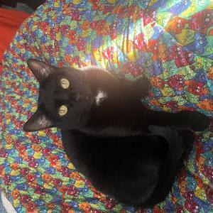 Lost Cat Tuna