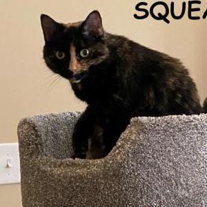 Lost Cat Squeak