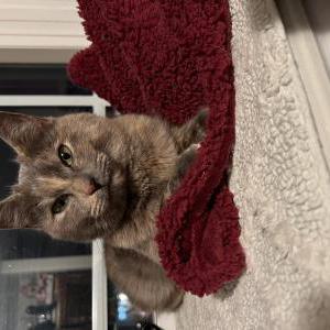 Found Cat Unknown