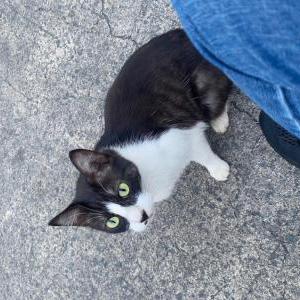 Lost Cat Anakin