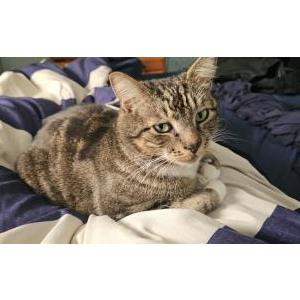 Lost Cat Morty