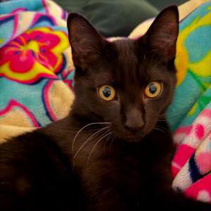 Lost Cat Freddie