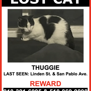 Lost Cat Thuggie