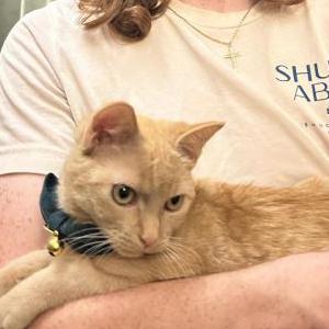 Lost Cat Vincent