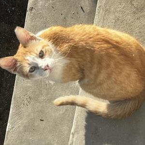 Found Cat Unknown