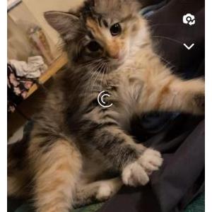Image of wednesday, Lost Cat