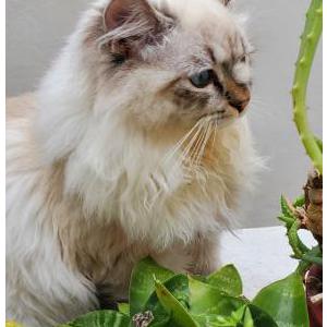 Lost Cat Kote