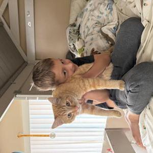 Image of Catkid, Lost Cat