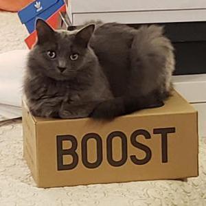 Lost Cat Iris