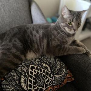 Lost Cat Smokey bear