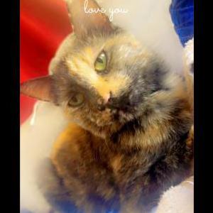 Lost Cat Daisy