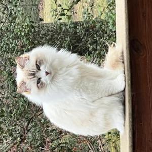 Lost Cat Lucy (LuLu)