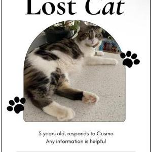 Lost Cat Cosmo