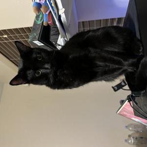 Lost Cat Burger