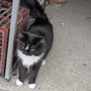 Found Cat Unknown