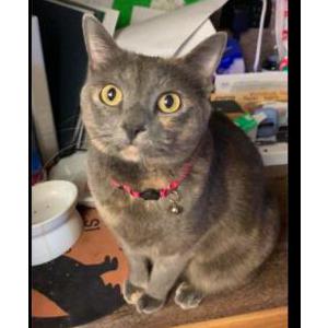 Lost Cat Jasmine