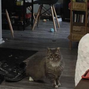 Lost Cat Scruffy