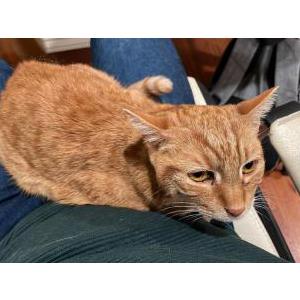 Lost Cat Mittens