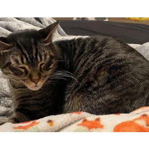 Lost Cat King Louie
