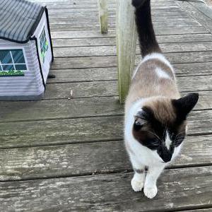 Found Cat Unknown