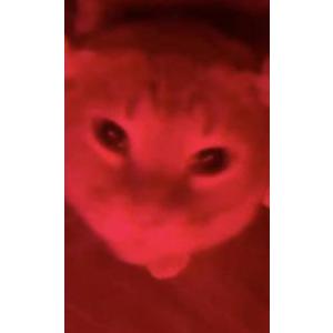 Lost Cat Zero