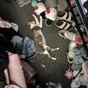 Lost Cat Willow