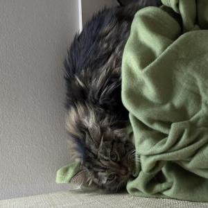 Image of Unknown, Found Cat