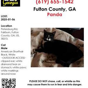 Lost Cat Panda
