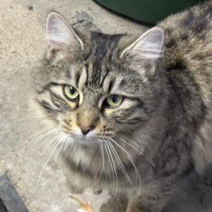 Found Cat Unknown