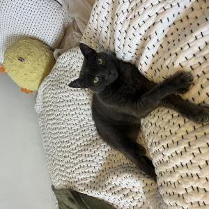 Lost Cat Ash
