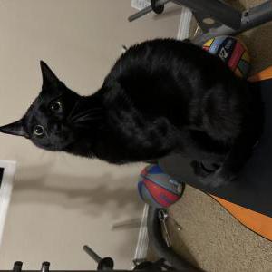 Lost Cat Burger