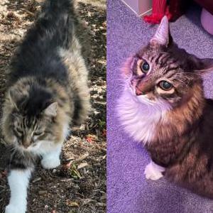 Lost Cat Bell