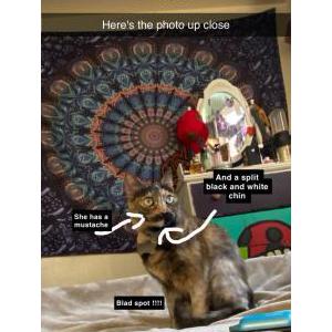 Image of Athena, Lost Cat