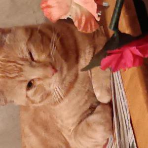 Lost Cat Bigboy