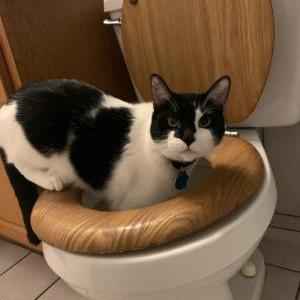 Lost Cat Jax