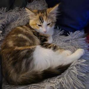 Lost Cat Bamboo