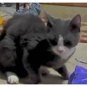 Found Cat unknown