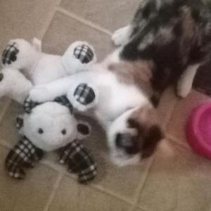 Lost Cat Sadie