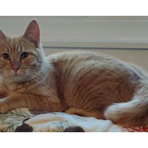 Found Cat Unknown