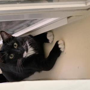 Lost Cat Mario