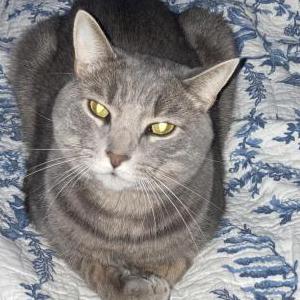 Lost Cat Bean ‘Peen’