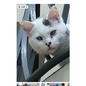 Lost Cat Koko