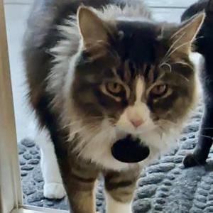 Lost Cat Boots Bierner